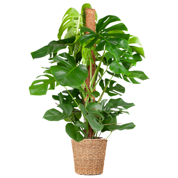 Monstera Deliciosa XL mit Torun-Korb – 120 cm – Ø24