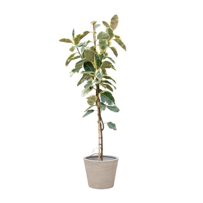 Ficus Tineke Hochstamm ø30 220cm