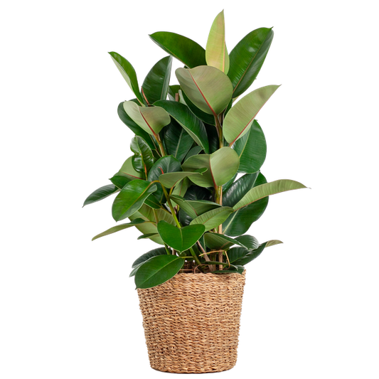 Ficus Elastica Robusta XL mit Korb Torun - 90cm - Ø27