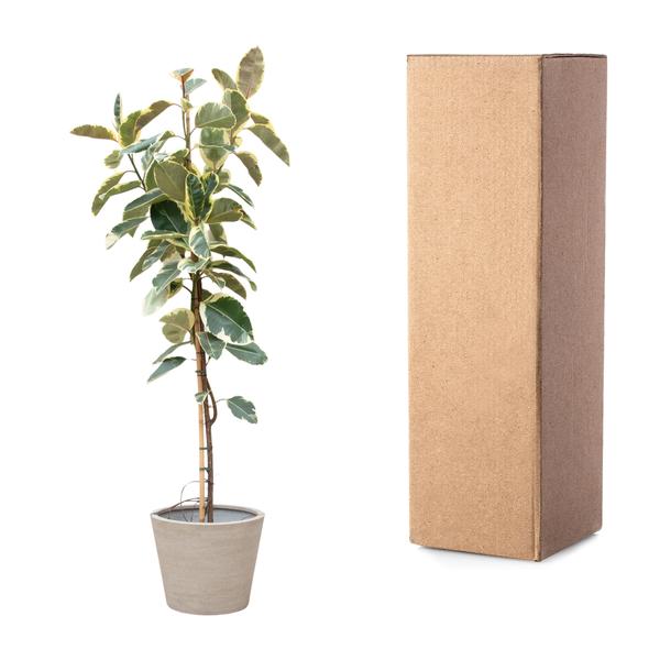 Ficus Tineke Hochstamm ø30 220cm