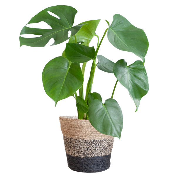 Monstera Deliciosa mit dem Lissabon-Schwarzkorb - 50cm - Ø17