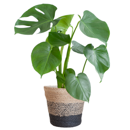 Monstera Deliciosa mit dem Lissabon-Schwarzkorb - 50cm - Ø17