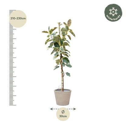 Ficus Tineke Hochstamm ø30 220cm