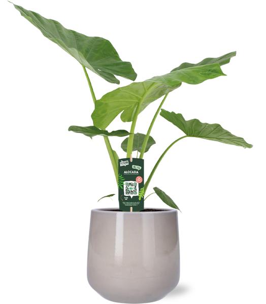 Dieffenbachia Seguine Tropic Snow - Ø19cm - ↕70cm + Puglia Pot D21/23,5x21cm - Grau