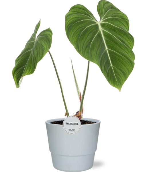 Philodendron Gloriosum - Ø15cm - ↕45cm + Pot Basic D16x13,5cm - Weiß