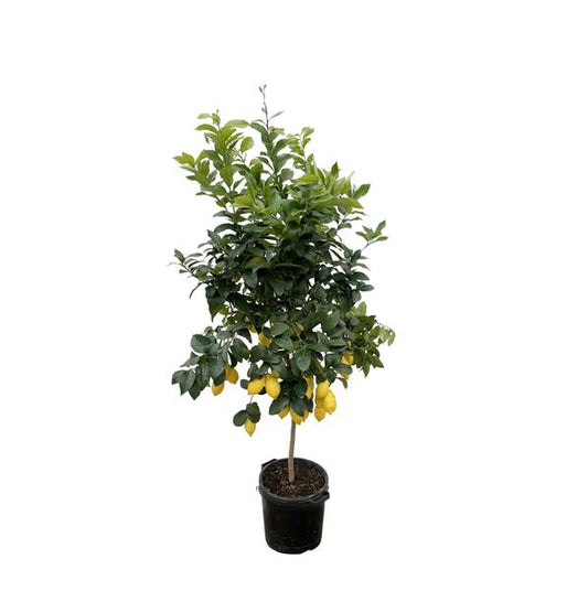 Zitrone - Citrus Lemon - 200cm - ø40