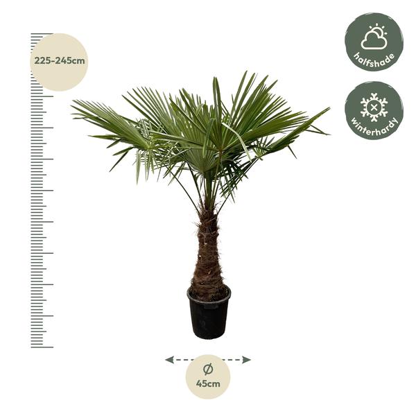 Trachycarpus - 220cm- Ø45