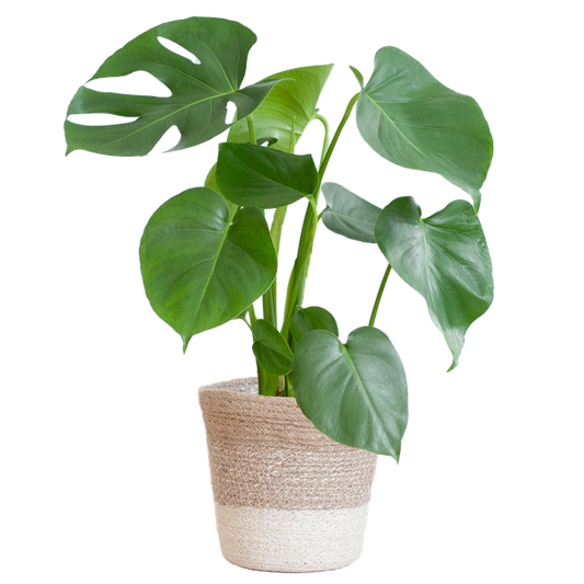 Monstera Deliciosa mit Lissabon Korb weiß- 50cm - Ø17