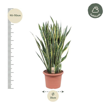 Sansevieria Laurentii ø35 100cm