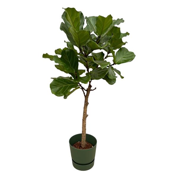 Ficus Lyrata Ø30 160cm + Übertopf