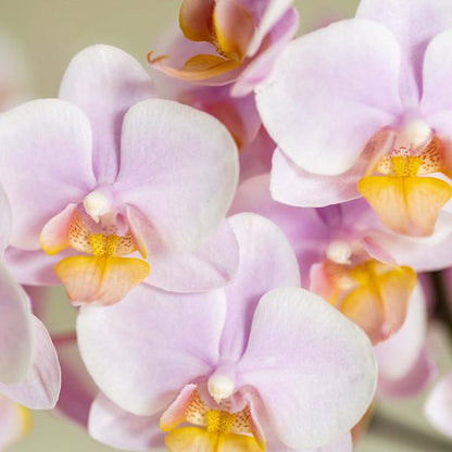 Set Rosa Phalaenopsis Orchidee Andorra + Sukkulente inkl. Keramik-Dekotöpfen