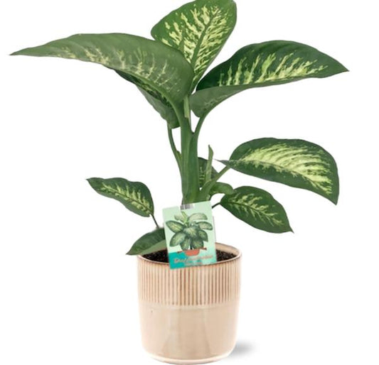 Dieffenbachia Seguine Tropic Snow - Ø19cm - ↕70cm + Terni Pot D20x20cm - Rosa